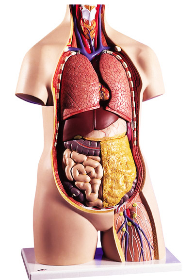 Строение органов человека фото с надписями внутренних органов